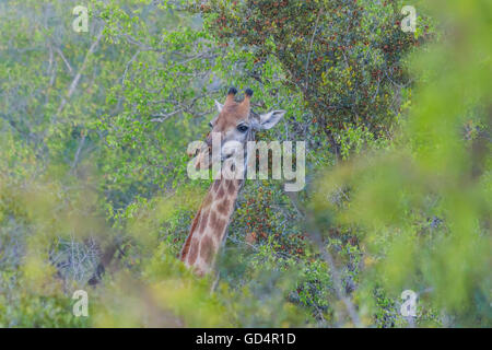 Giraffe Kopf herausragen, von den Bäumen im Busch Stockfoto