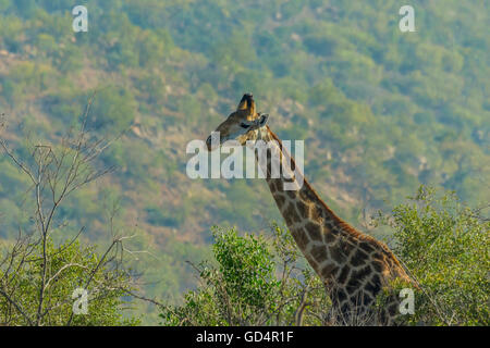 Giraffe Kopf herausragen, von den Bäumen im Busch Stockfoto