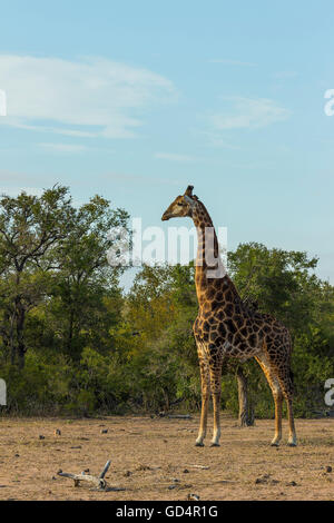 Giraffe stehend in seiner Umgebung im Busch Stockfoto