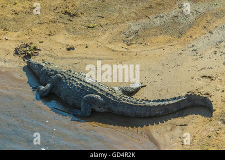 Großes Krokodil liegend auf einer Sandbank in der Mitte eines Flusses Stockfoto