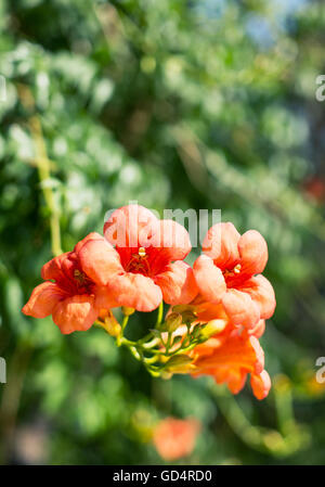 Rote Hibiskusblüten auf den Busch. Stockfoto