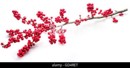 Stechpalme (Ilex) Blätter und Früchte auf einem weißen Hintergrund. Stockfoto