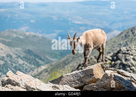 Steinbock auf den Felsen. Capra Pyrenaica. Regionalen Naturschutzgebiet Sierra de Gredos, Avila. Stockfoto