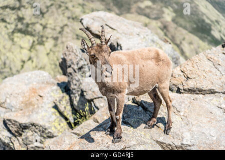 Steinbock auf den Felsen. Capra Pyrenaica. Regionalen Naturschutzgebiet Sierra de Gredos, Avila. Stockfoto