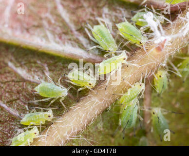Blattläuse auf die Blume Sprossen. Makroaufnahme. Stockfoto
