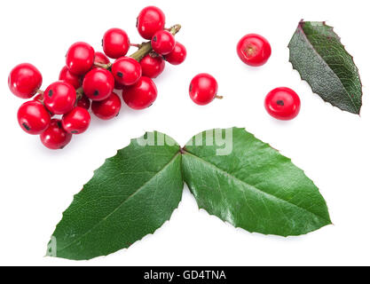 Stechpalme (Ilex) Blätter und Früchte auf einem weißen Hintergrund. Stockfoto