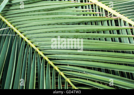 Palme Blätter. Hautnah. Stockfoto