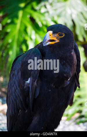 Porträt des schwarzen Adlers hautnah Stockfoto