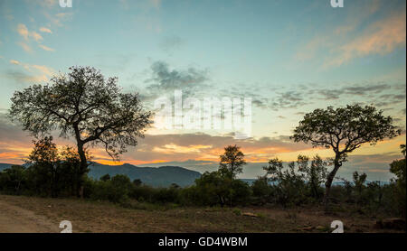 Sonnenuntergang in den afrikanischen Busch mit Bäumen im Vordergrund Silhouette Stockfoto