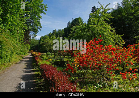 Blühende Rhododendren und Azaleen, Park von Berleburg Schloss, Bad Berleburg, Bezirk von Siegen-Wittgenstein, Nordrhein-Westfalen, Deutschland Stockfoto