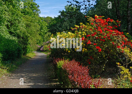 Blühende Rhododendren und Azaleen, Park von Berleburg Schloss, Bad Berleburg, Bezirk von Siegen-Wittgenstein, Nordrhein-Westfalen, Deutschland Stockfoto