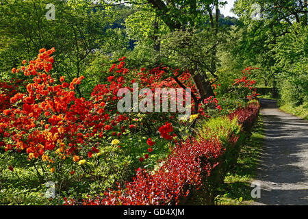 Blühende Rhododendren und Azaleen, Park von Berleburg Schloss, Bad Berleburg, Bezirk von Siegen-Wittgenstein, Nordrhein-Westfalen, Deutschland Stockfoto