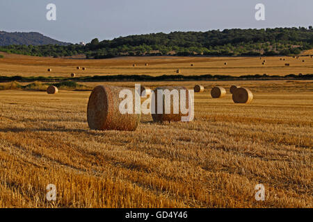 geernteten Getreidefeld, Ballen, Stroh Rundballen, Mallorca, Balearen, Spanien Stockfoto