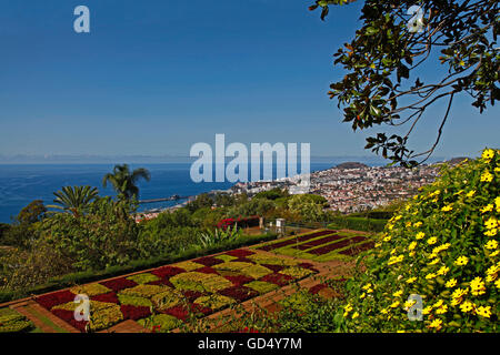 Thunbergia Alata, Black-Eyed Susan Weinstock, Jardim Botanico, Funchal, Botanischer Garten, Insel Madeira, Portugal Stockfoto