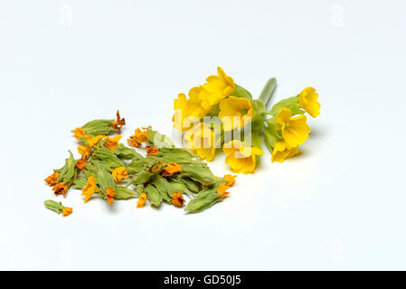 Schluesselblume / (Primula Veris), Frische Und Getrocknete Blueten Stockfoto