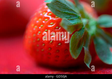 Erdbeere / (Fragaria X ananassa) Stockfoto