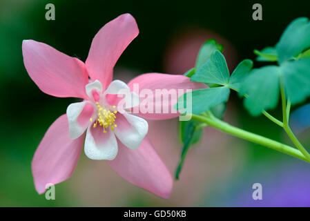 Gemeine Akelei / (Aquilegia Vulgaris) Stockfoto