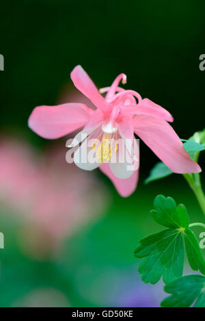 Gemeine Akelei / (Aquilegia Vulgaris) Stockfoto