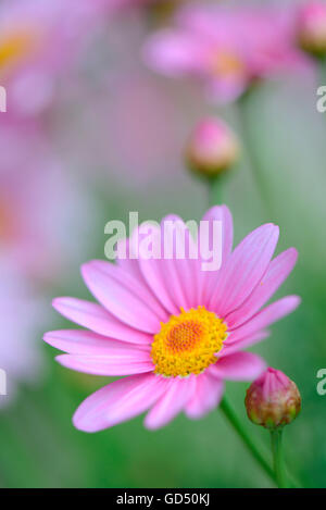 Margeriten, Chrysanthemum leucanthemum Stockfoto