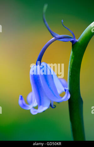 Atlantisches Hasengloeckchen / (nicht Hyacintoides-Sripta, Scilla nicht-Scrita) Stockfoto