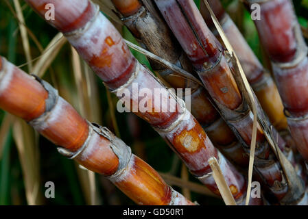 Zuckerrohr / (Saccharum Officinarum) Stockfoto