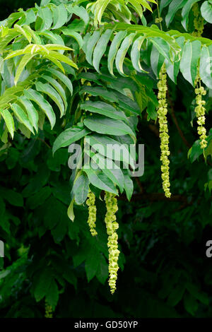 Kaukasische Fluegelnuss / (Pterocarya Fraxinifolia) Stockfoto