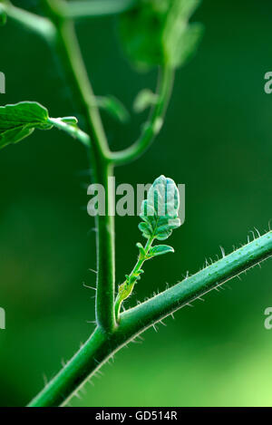 Geiztrieb eine Tomatenpflanze Solanum lycopersicum Stockfoto