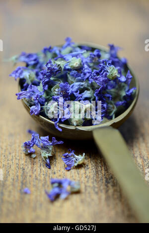 Getrocknete Malvenblueten in Kelle, Malva Sylvestris, Wilde Malve Stockfoto