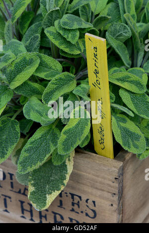 Salvia Officinalis, Salbei Icterina, in Gelbbunter Gewuerz-Salbei, Buntblaettriger Salbei Stockfoto