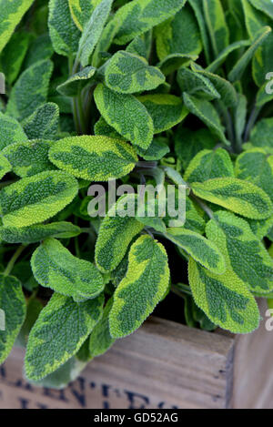 Salvia Officinalis, Salbei Icterina, in Gelbbunter Gewuerz-Salbei, Buntblaettriger Salbei Stockfoto