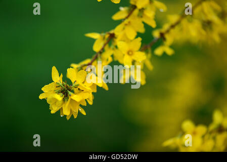 Forsythie, Forsythia Intermedia, Sorte Wochenende Stockfoto