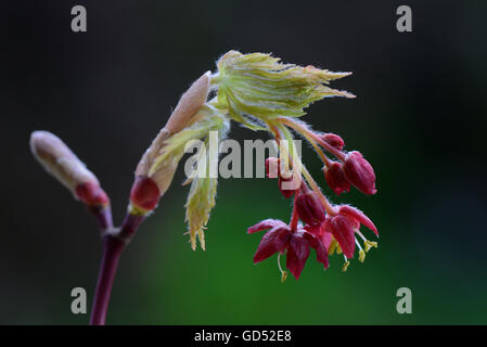 Blueten Und Blattaustrieb, Japanischer Ahorn, Acer Japonicum aconitifolium Stockfoto