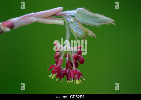 Blueten Und Blattaustrieb, Japanischer Ahorn, Acer Japonicum aconitifolium Stockfoto