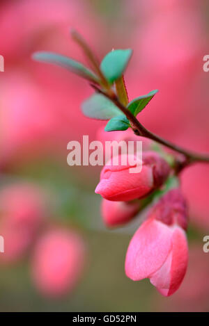 Japanische Quitte, verschiedene Umbilicata / (Chaenomeles Speciosa) Stockfoto