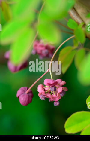 Chocolate Vine / (Akebia Quinata) Stockfoto