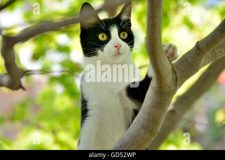 Hauskatze, Kätzchen im Baum klettern Stockfoto