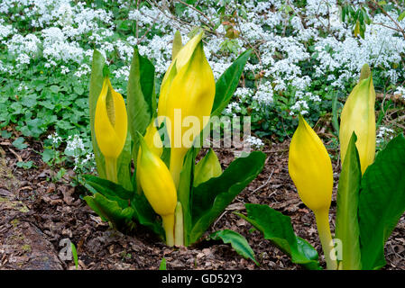 Amerikanischen Stinktier-Kohl / (Lysichiton Americanus) Stockfoto