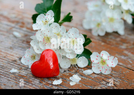 Gemeinsamen Weißdorn-Blüten und roten Herzen / (Crataegus Monogyna) Stockfoto