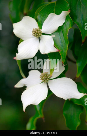 Chinesischer Hartriegel / (Cornus Kousa var. Chinensis) Stockfoto