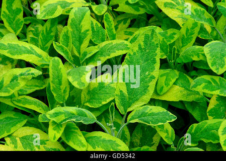 Garten-Salbei, verschiedene Aurea, Salvia officinalis Stockfoto