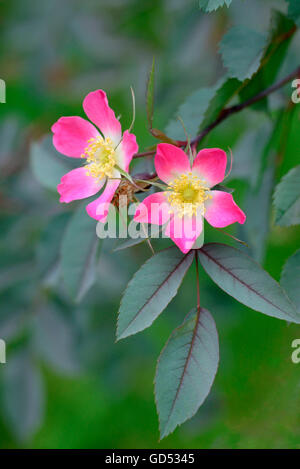 Redleaf stieg / (Rosa Rubrifolia) Stockfoto