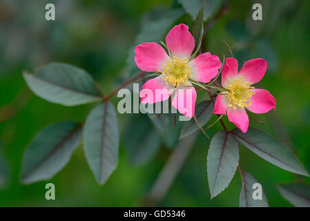 Redleaf stieg / (Rosa Rubrifolia) Stockfoto