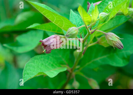 Tödliche Nighshade, Atropa belladonna Stockfoto