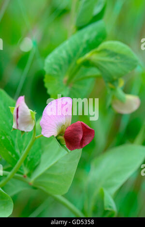 Garten-Erbse, verschiedene Tante Emma, Pisum sativum Stockfoto