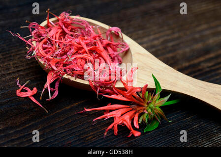 Monarda, getrockneten Blütenblättern, Monarda hybride Stockfoto