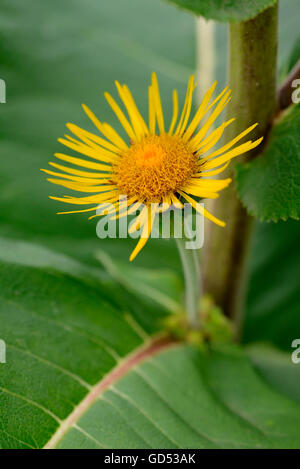 Echter Alant / (Inula Helenium) Stockfoto