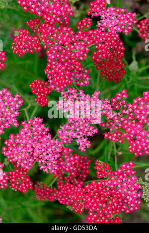 Schafgarbe, verschiedene Summer Wine / (Achillea Millefolium) Stockfoto