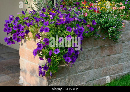 Petunia / (Petunia-Hybride) Stockfoto