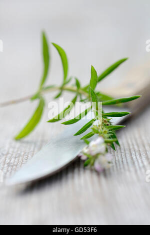 Bohnenkraut / (Satureja Hortensis) Stockfoto