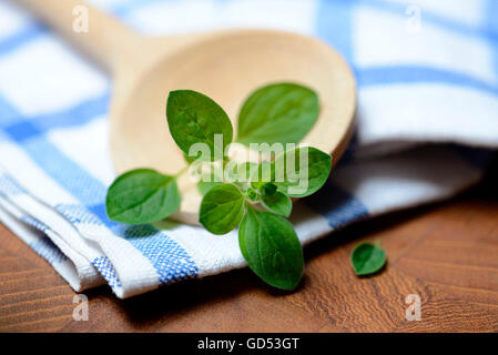 Oregano / (Origanum Vulgare) Stockfoto